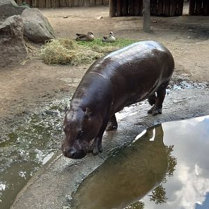 Pygmy hippopotamus
