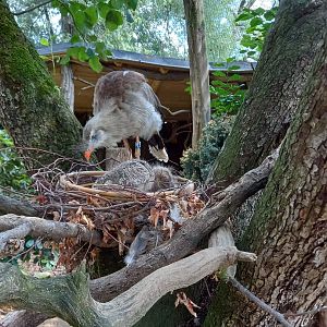 Red-legged seriema with chicks