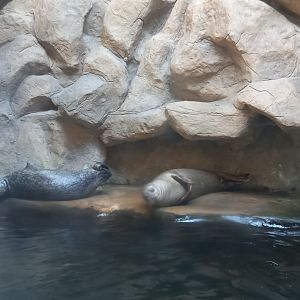 Harbor seal