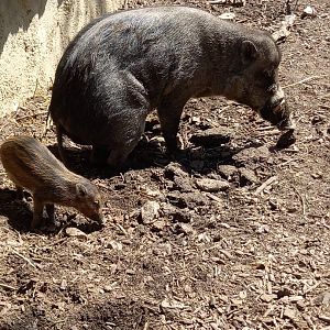 Visayan warty pig - father with child