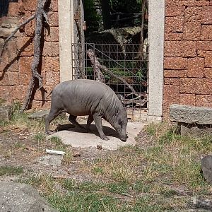 North Sulawesi babirusa - female