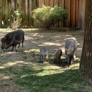 Chacoan Peccary family