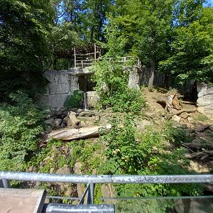 Malayan sun bear's exhibit