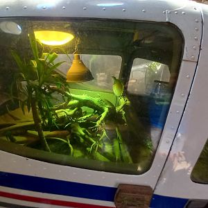 Chinese water dragon exhibit