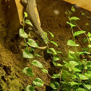 Standing's day gecko