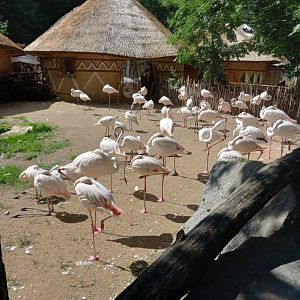 Greater flamingos with african village.