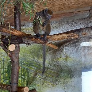 Northern bamboo lemur