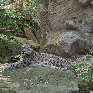 Snow leopard
