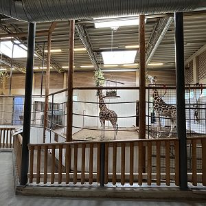 Giraffe Indoor Area