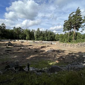 African Savanna - side yard