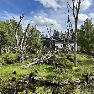 Sulawesi Crested Macaque Exhibit