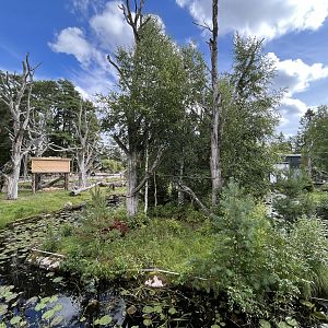 White-handed Gibbon Exhibit