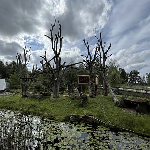 Bornean Orangutan Exhibit