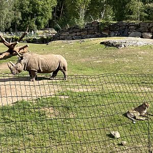 White Rhino/Cheetah Exhibit