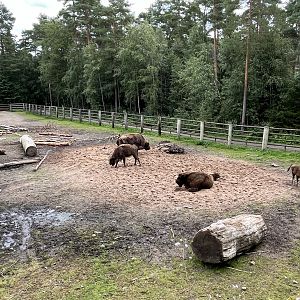 Wisent Exhibit #1