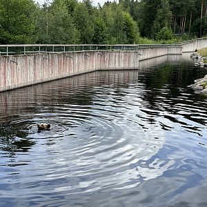 Brown Bear Exhibit - swimming bear