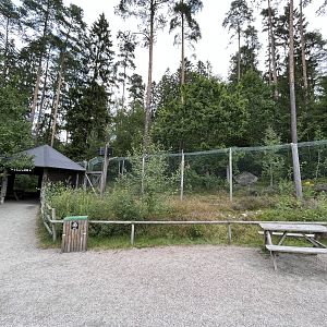 European Lynx Exhibit