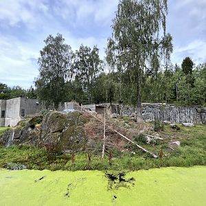African Lion Exhibit
