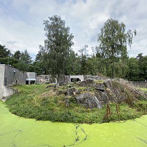 African Lion Exhibit