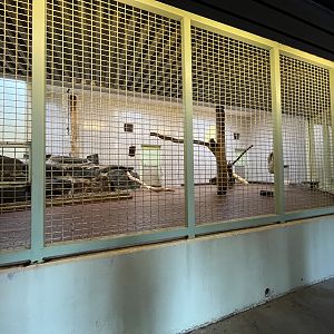 Lion Indoor Exhibit (ZERO barriers)