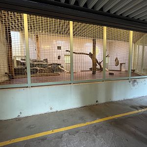 Lion Indoor Exhibit (ZERO barriers)