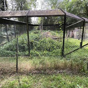 African Wild Dog Exhibit #1