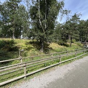 Spotted Hyena Exhibit
