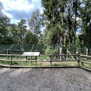 African Wild Dog Exhibit #2