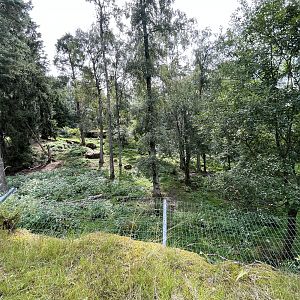 African Wild Dog Exhibit #2