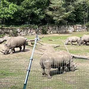 White Rhino/Cheetah Exhibit