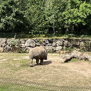 White Rhino charging Cheetah