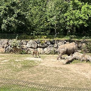 Cheetah calmly stepping away from charging White Rhino