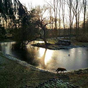 Winter view: Hudson Bay wolf enclosure