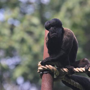 Guianan bearded saki (Chiropotes sagulatus)