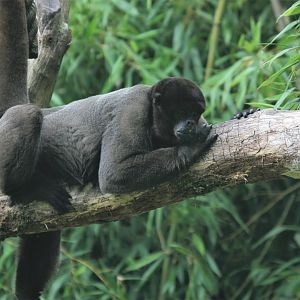 Woolly monkey (Lagothrix lagothricha)