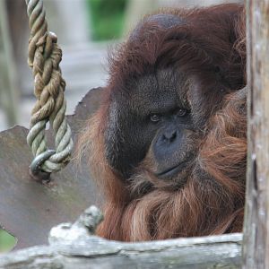 Bornean orangutan (Pongo pygmaeus)