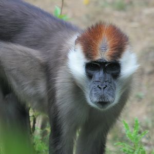 Red-capped mangabey (Cercocebus torquatus)