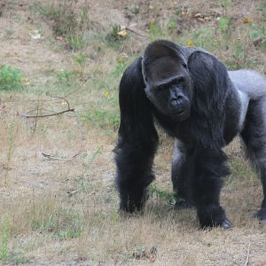 Western lowland gorilla (Gorilla gorilla gorilla)