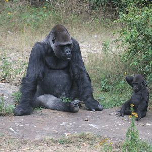 Western lowland gorilla (Gorilla gorilla gorilla)