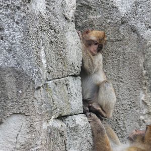 Barbary macaque (Macaca sylvanus)
