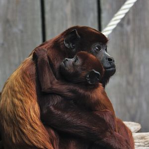 Venezuelan red howler (Alouatta seniculus seniculus)
