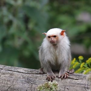 Silvery marmoset (Mico argentatus)