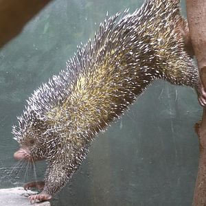Small Mammal House - Prehensile-Tailed Porcupine