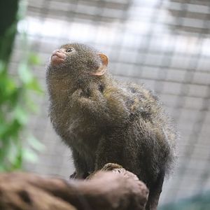 Small Mammal House - Pygmy Marmoset - Chorizo