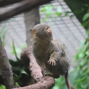 Small Mammal House - Pygmy Marmoset - Chorizo
