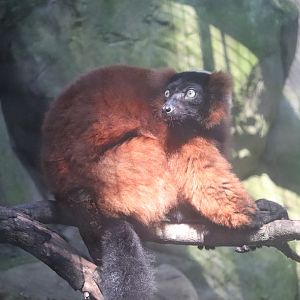 Small Mammal House - Red Ruffed Lemur
