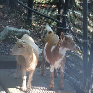 Kids Farms - Domestic Goat - Wilma & Betty