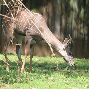 Cheetah Conservation Station - Lesser Kudu - Machi