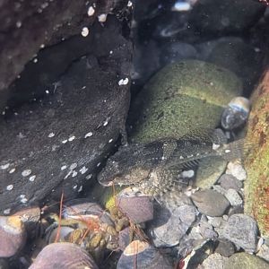 Tidepool sculpin