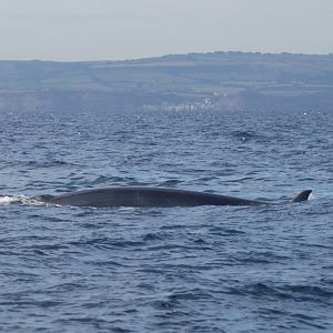 North Atlantic Minke Whale off Staithes, 26th August 2022